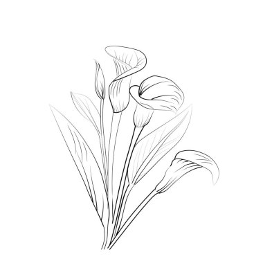 Calla çiçek vektör sanatı, tek renkli çiçek illüstrasyonu. mürekkep vektörü çizim el çizimi kalem çizimi, botanik koleksiyonu basitliği, sanatsal, çocuklar ve yetişkinler için boyama kitabı, fantezi calla duvar dekoru lale çiçeği