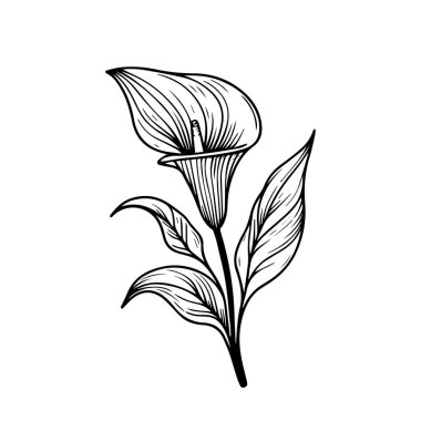 Doğum çiçeği. Kart ya da baskı için çiçek demeti. Beyaz arka planlara izole edilmiş el yapımı Calla çiçeği çizimleri, oymalı mürekkep resimleri çiçek boyama sayfaları ve el yapımı lale çiçekleri için kitaplar.