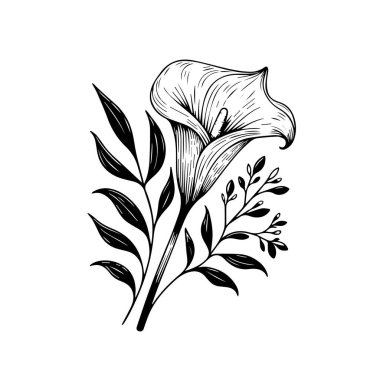 Calla Cathartica izole edilmiş, elle çizilmiş çiçek elementi. Calia 'nın vektör illüstrasyon buketi, eskiz sanatı güzel kalla çiçeği dövmesi, yetişkinler için boyama sayfası, botanik kalla çizimi, mor kalla çizimi