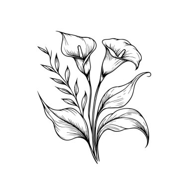 Cslla çiçeği eskiz sanatı sevimli çiçek boyama sayfaları için klasik tarzda basılmıştır. Güzel bir iris çiçeğinin vektör çizimi ve gerçekçi çizim adı verilen yapraklar. Davetiye için güzel bir çiçek süslemesinin vektör çizimi.
