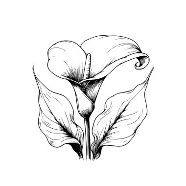 Boyama kitabı ya da sayfa için güzel botanik desenli illüstrasyon, Iris, narsis çiçeği çizimi beyaz arka planda izole edilmiş çiçek demeti, çiçek kümesi çiçek vektör çizimi çizimi