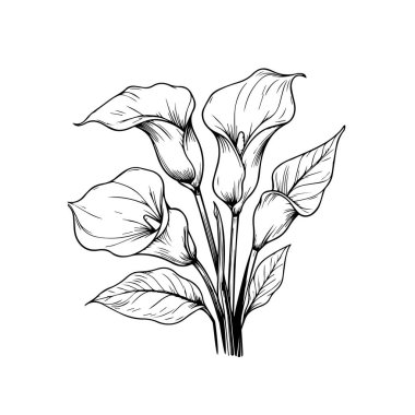 Calla Cathartica izole edilmiş, elle çizilmiş çiçek elementi. Calia 'nın vektör illüstrasyon buketi, güzel kalla çiçeği dövmesi, yetişkinler için boyama sayfası, botanik kalla çizimi, mor kalla çizimi çiçeği. vektör illüstrasyonu