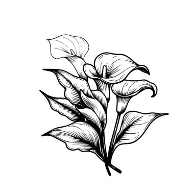 Güzel bir kalla çiçeği buketinin vektör çizimi. Vektör çizimi, beyaza izole edilmiş. Tek renkli el yapımı vektör çiçek kallası. Çiçekli çizim bir zambak çiçeği çizimi