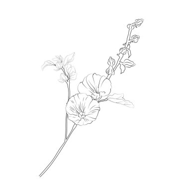 Hollyhock çiçek boyama kitabı el yapımı botanik bahar unsurları, bir buket Hollyhock çiçeği, çizgi sanatı, boyama sayfası, vektör çizimi, sanatsal basitlik karalama sanatı, kolay sarı Hollyhock çiçeği elle çizilmiş çiçekler, çizim.