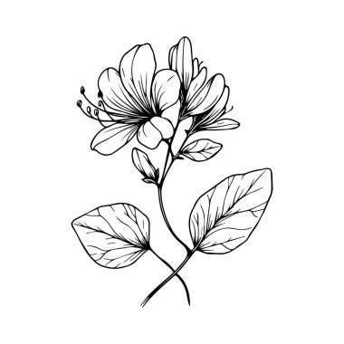 Çiçekli bir dalın vektör çizimi, hanımeli çiçek boyama kitabının taslağı, elle çizilmiş vektör çizimi, sanatsal işlemeli mürekkep sanatı, çiçekli hanımeli çiçeği, estetik çiçek boyama sayfaları, beyaz bir resimde izole edilmiş.