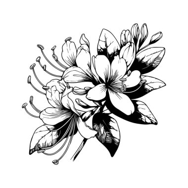 Güzel hanımeli çiçek buketinin vektör çizimi, el çizimi sanatsal boyama kitabı, çiçek çiçekleri hanımeli beyaz arka planda izole edilmiş, çizim sanat yaprağı botanik koleksiyonu yetişkinleri