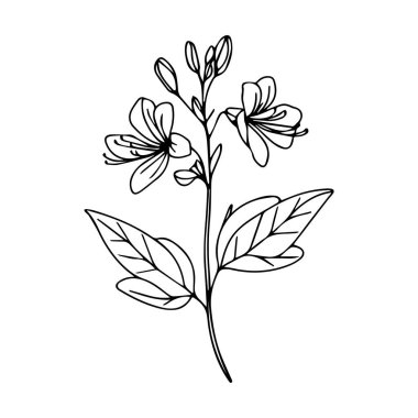 Hanımeli çiçekli vektör çiçek arkaplanı, basılabilir çiçek boyası sayfaları, hanımeli çiçek hattı sanatı, yaratıcı çiçek çizimleri, kollar için hanımeli çiçeği karalama dövmesi