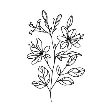 Güncel çiçek Hollyhock boyama sayfaları. Hollyhock çiçek hattı sanatı, Hollyhock çiçek dövmesi tasarımları, gerçekçi çiçek boyama sayfaları, Hollyhock çiçek vektörü çizimi geleneksel Hollyhock dövmesi ve Alcea rosea