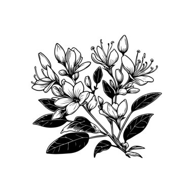 Çocuklar için boyama sayfaları, Kolay Hanımeli çiçek çizimi çizim çizimi çizim çizimi sanatsal hanımeli çiçekleri el çizimi kalem sanatı, izole edilmiş çiçek boyama sayfaları güzel bir resmin çizimi