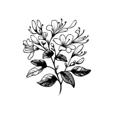 Çiçek boyama sayfaları, ve kitap, hanımeli çiçek çiziminin vektör çizimi, el çizimi hanımeli çiçekli botanik yaprak tomurcuğu çizimi mürekkep sanatı stili Hanımeli çiçek çizimi, klasik Hanımeli kılavuzu çizimi, çiçek vektör çizimi