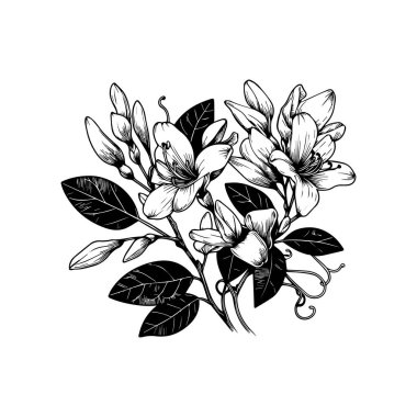 Siyah çizgi çizimi. Beyaza izole edilmiş. Hanımeli çiçek boyama kitabı, el yapımı botanik bahar unsurları, hanımeli çiçek çizimi buketi, renk sayfası, vektör çizimi, sanatsal basitlik karalama sanatı, Kolay sarı hanımeli çiçeği çizimi.