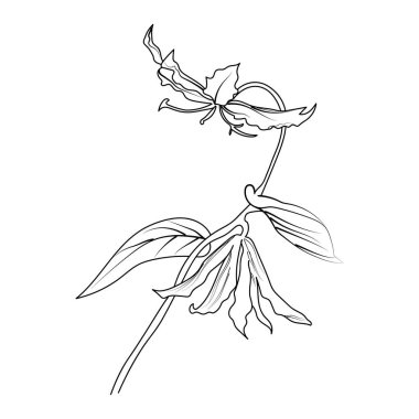 Hanımeli çiçeğinin vektör çizimi. Bir buket hanımeli çiçeği ve yapraklı güzel bir çiçeğin vektör çizimi. Klasik çiçek çizimi, ayrıntılı çiçek boyama sayfası, basılabilir orkide çiçeği. vektör illüstrasyonu