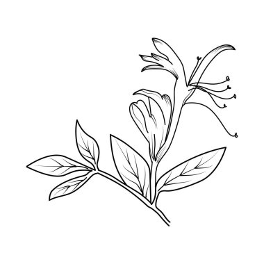 Ayrıntılı çiçek boyama sayfaları, hanımeli çiçekleri çizimi, Hanımeli çiçek çizimi, çiçek kümesi çizimi, kolay çiçek boyama sayfaları, yetişkinler için doğum çiçeği boyama sayfaları