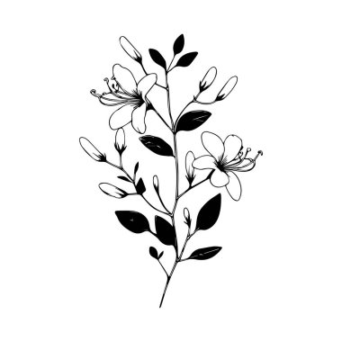 Ev dekorasyonu için hanımeli çiçeğinin tek sıra çizimi. Basılabilir poster dekoratif kılıç hanımeli çiçek konsepti. Modern çizgi çizimi çiçek tasarımı vektör çizimi, izole çiçekler ve vektör tasarımı