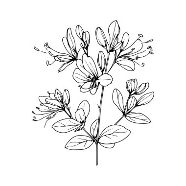 Taslak hanımeli çiçek boyama kitabı, el çizimi vektör illüstrasyonu, sanatsal işlemeli mürekkep sanatı, çiçekli hanımeli çiçeği, estetik çiçek boyama sayfaları, beyaz arkaplan klipsi sanatında izole edilmiş, çizilmiş. Çiçek. izole