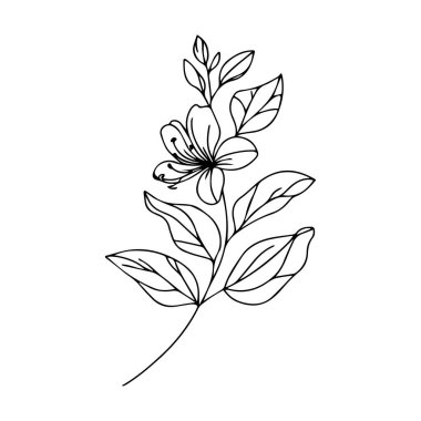 El yapımı hanımeli çiçek boyama kitabı vektör çizimi sanatsal, çiçek çiçekleri beyaz arka planda izole edilmiş hanımeli, yetişkinler ve çocuklar için çizilmiş sanat yaprağı botanik koleksiyonu, izole çiçek tasarımı taşıyıcı illüstrasyonu