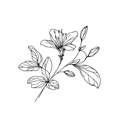 Hanımeli çiçekli vektör çiçek arkaplanı, basılabilir çiçek renklendirme sayfaları, hanımeli çiçek hattı sanatı, yaratıcı çiçek çizimleri, kollar için hanımeli çiçek karalama dövmesi, güzel çiçek, el çizimi, vektör çizimi