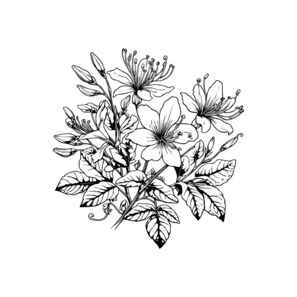 Hanımeli çiçeklerinin vektör çizimi. Bir buket sarı kalla çiçeği ve yapraklı güzel bir kalla çiçeğinin vektör çizimi. Klasik çiçek vektör illüstrasyonu, detaylı çiçek boyama sayfaları