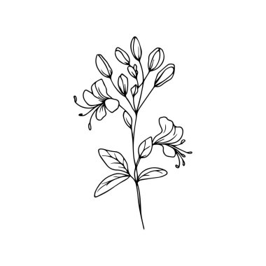 Vektör hanımeli çiçek çizimi, kolay hanımeli çiçek çizimi, hanımeli sarmaşık çizimi, hanımeli renk sayfaları, tatlı bezelye çiçeği çizimi el çizimi ve yapraklar, vektör, çizgi sanatı şeklinde bir çiçek çizimi..