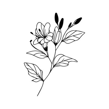 Vektör hanımeli çiçek çizimi, kolay hanımeli çiçek çizimi, hanımeli sarmaşık çizimi, hanımeli renk sayfaları, tatlı bezelye çiçeği çizimi el çizimi ve yapraklar, vektör, çizgi sanatı şeklinde bir çiçek çizimi..