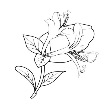 Vektör hanımeli çiçek çizimi, kolay hanımeli çiçek çizimi, hanımeli sarmaşık çizimi, hanımeli renk sayfaları, tatlı bezelye çiçeği çizimi el çizimi ve yapraklar, vektör, çizgi sanatı şeklinde bir çiçek çizimi..