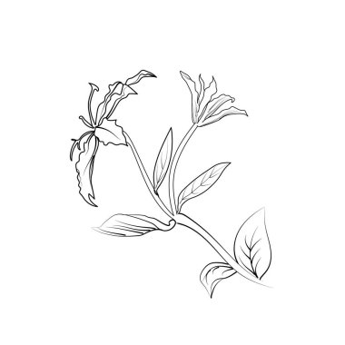 Vektör hanımeli çiçek çizimi, kolay hanımeli çiçek çizimi, hanımeli sarmaşık çizimi, hanımeli renk sayfaları, tatlı bezelye çiçeği çizimi el çizimi ve yapraklar, vektör, çizgi sanatı şeklinde bir çiçek çizimi..