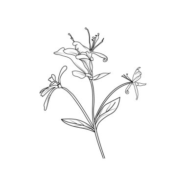 Vektör hanımeli çiçek çizimi, kolay hanımeli çiçek çizimi, hanımeli sarmaşık çizimi, hanımeli renk sayfaları, tatlı bezelye çiçeği çizimi el çizimi ve yapraklar, vektör, çizgi sanatı şeklinde bir çiçek çizimi..