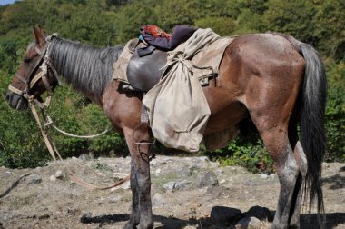 Horse with a bag on his back in the mountains of Azerbaijan