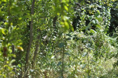 Orman ve ağaç üzerinde yeşil yaprakları