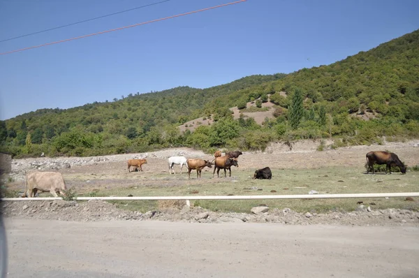 Herd of cows on the road in the mountains of Azerbaijan.