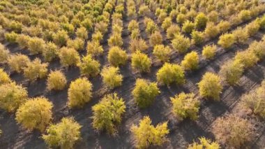 a pomegranate orchard with thousands of pomegranate trees planted