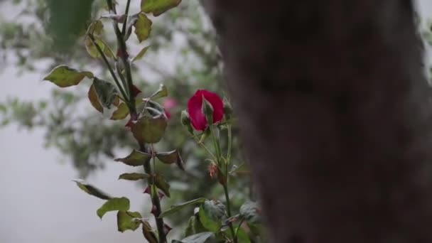 Närbild Röd Ros Knopp Bakom Ett Träd — Stockvideo
