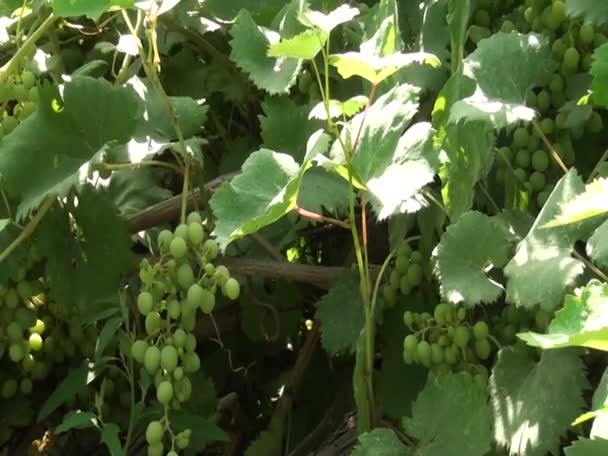 Вид Крупним Планом Виноградний Сад — стокове відео