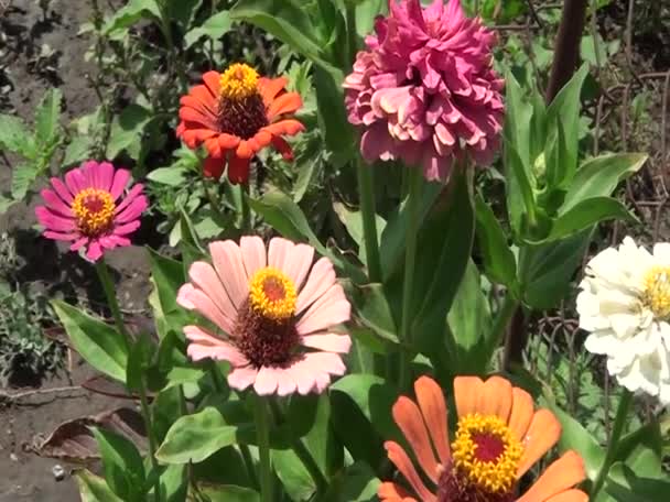 Close View Colorful Tagetes Erecta Flowers Garden — Stock video