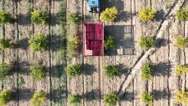 Pandangan Udara Traktor Mengemudi Melalui Ribuan Pohon Delima — Stok Video