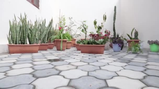 Pots Planted Different Flowers Ground — Video Stock