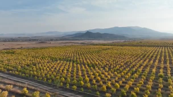 Een Granaatappelboomgaard Met Duizenden Granaatappelbomen Geplant — Stockvideo