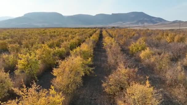 Pomegranate Orchard Thousands Pomegranate Trees Planted — Stock Video