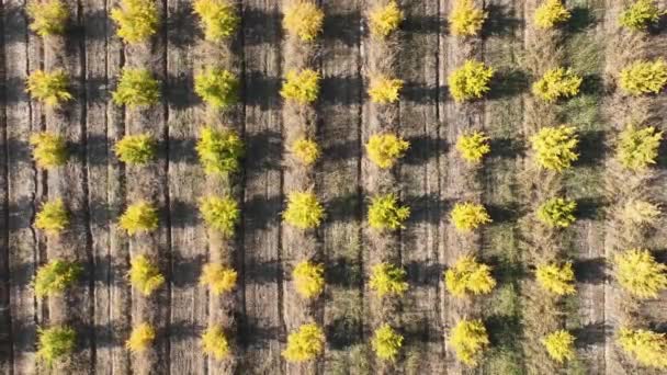 空中からの眺めトラクターは何千本ものザクロの木を通って運転しています — ストック動画