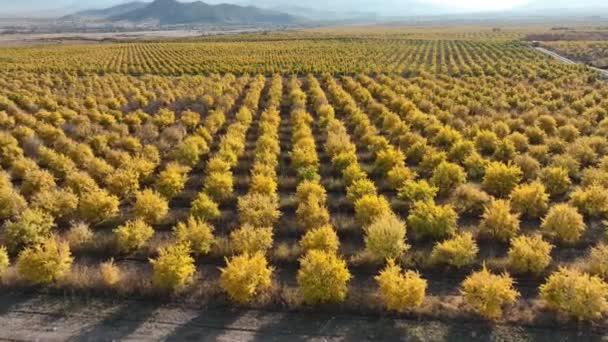 Een Granaatappelboomgaard Met Duizenden Granaatappelbomen Geplant — Stockvideo