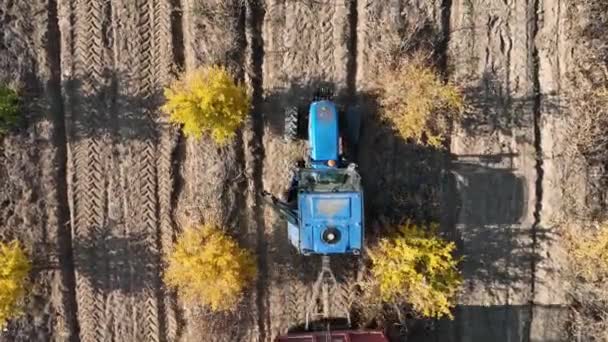 Aerial View Tractor Driving Thousands Pomegranate Trees — 비디오