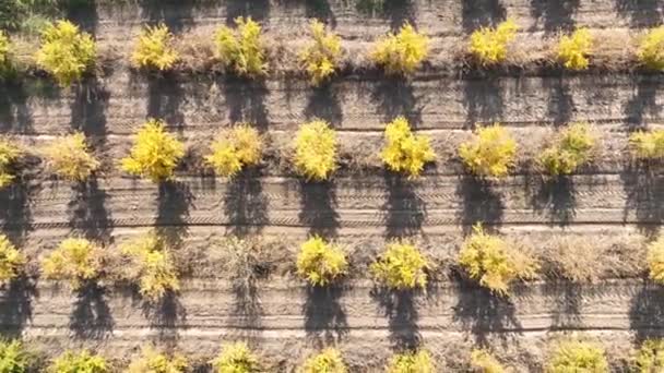 Aerial View Tractor Driving Thousands Pomegranate Trees — Vídeo de Stock