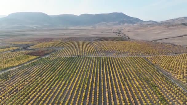 Pomegranate Orchard Thousands Pomegranate Trees Planted — Stockvideo