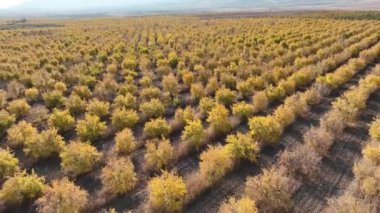 a pomegranate orchard with thousands of pomegranate trees planted