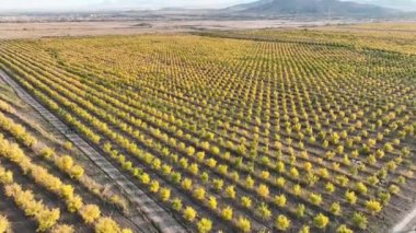 a pomegranate orchard with thousands of pomegranate trees planted
