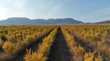 a pomegranate orchard with thousands of pomegranate trees planted