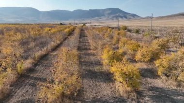 a pomegranate orchard with thousands of pomegranate trees planted