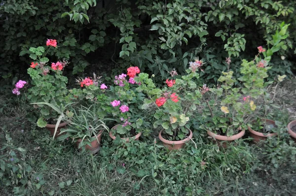 Λουλούδια Γλάστρες Στον Κήπο — Φωτογραφία Αρχείου