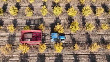 Aerial view a tractor is driving through thousands of pomegranate trees