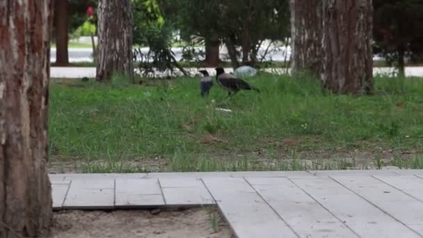 Δύο Κοράκια Στο Γρασίδι Του Πάρκου — Αρχείο Βίντεο
